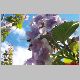 paulownia-3 17.5.01.jpg
